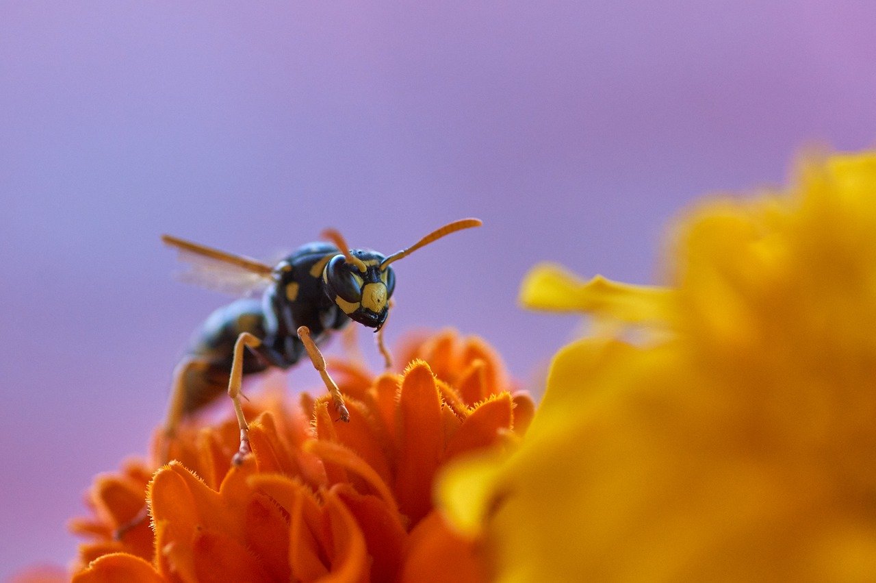 Wespen en hun rol in de natuur